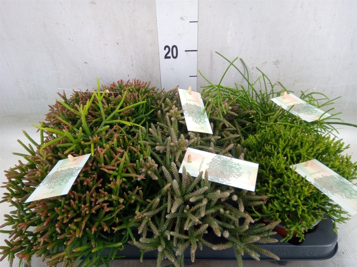 <h4>Rhipsalis   ...mix</h4>