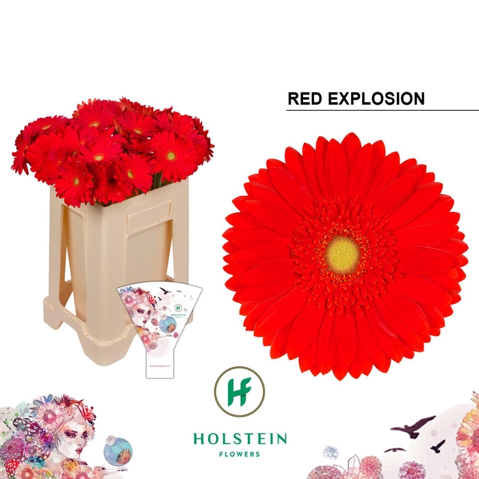 <h4>Gerbera Red Explosion</h4>