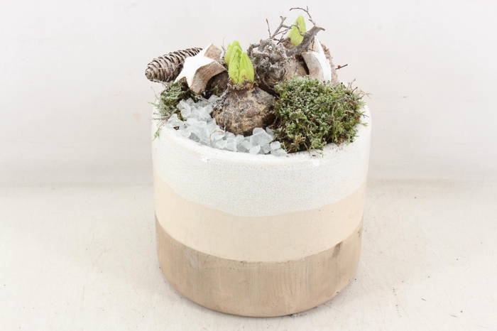 <h4>arr4 Hyacint MB - Ker. witte pot L 338/3</h4>