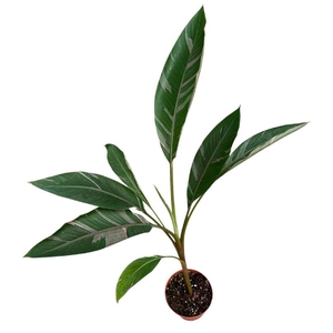 Musa Nono