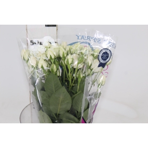 ROSA SPRAY WHITE ROSEVER 050 CM