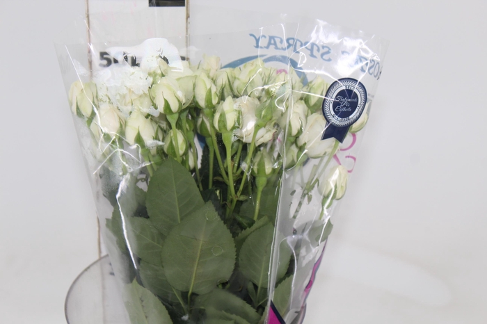 <h4>ROSA SPRAY WHITE ROSEVER 050 CM</h4>