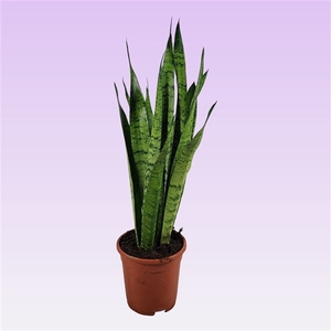 Sansevieria zeylanica 65cm