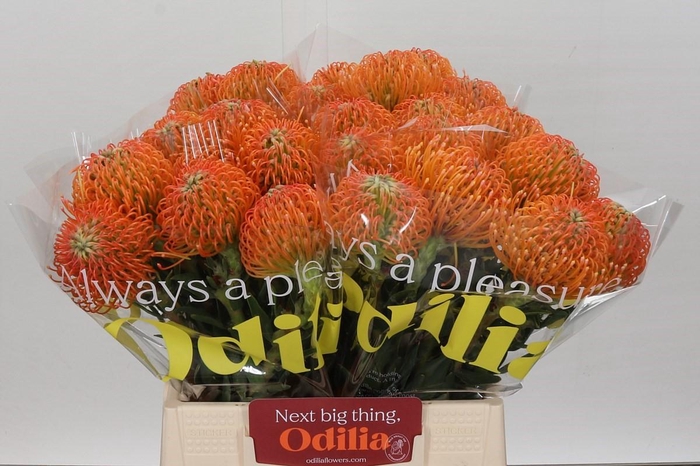 <h4>Nutans Ayoba Peach</h4>