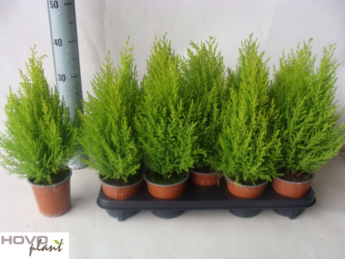 <h4>CUPR MA GOLDC WILMA</h4>