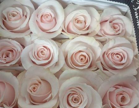 <h4>R GR SWEET BEAT EQ</h4>