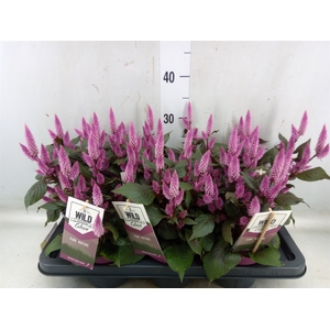 Celosia arg. SP 'Wild Pink'
