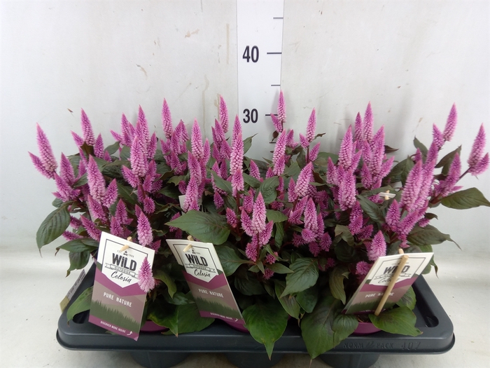<h4>Celosia arg. SP 'Wild Pink'</h4>