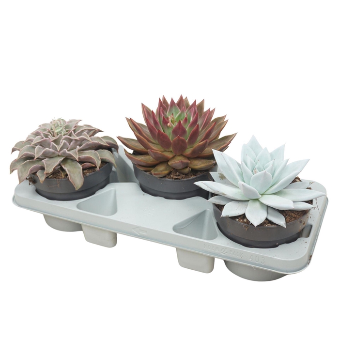 <h4>Echeveria gemengd</h4>