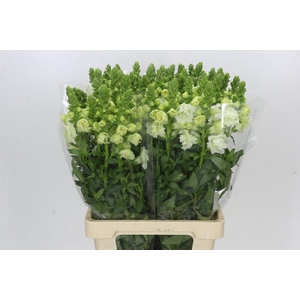 Antirrhinum Potomac White