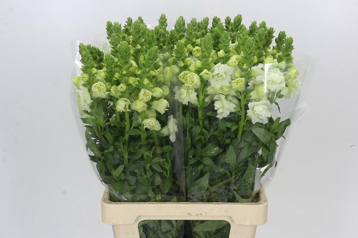 <h4>Antirrhinum Potomac White</h4>