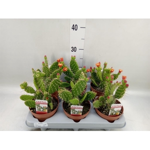 Opuntia