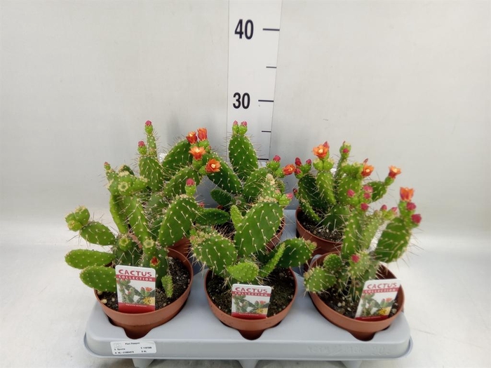 <h4>Opuntia</h4>