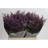 Limonium ov Safora Dark Blue