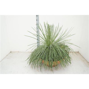 Agave Geminiflora Pot 45 Cm