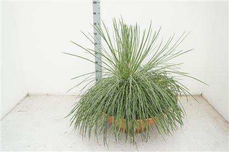 Agave Geminiflora In Terracotta Pot 45 Cm