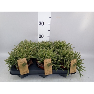 Rhipsalis baccifera subsp. horrida