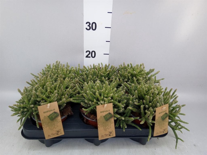 <h4>Rhipsalis baccifera subsp. horrida</h4>