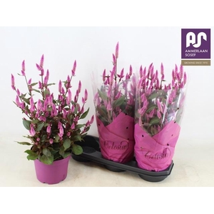 CEL WILD PINK
