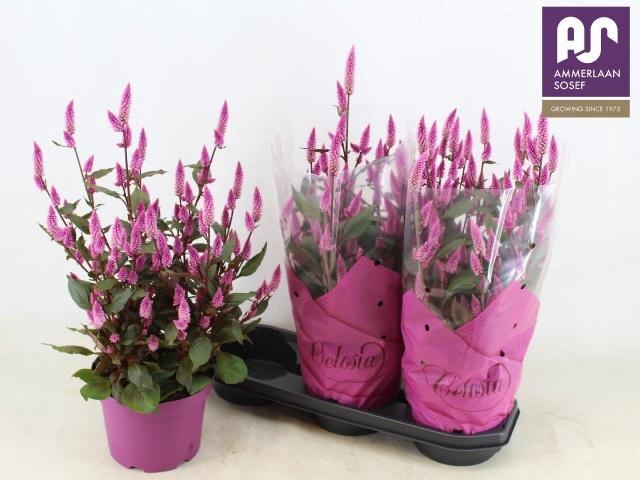 <h4>CEL WILD PINK</h4>