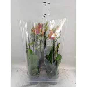 Phalaenopsis multi. 'Ant Bolgheri'