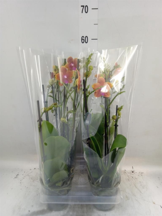 <h4>Phalaenopsis multi. 'Ant Bolgheri'</h4>