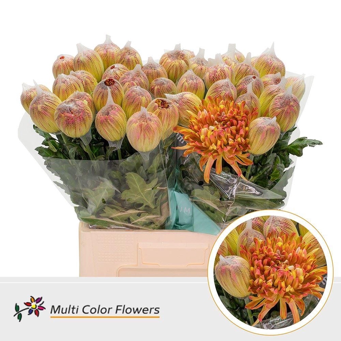 <h4>Chrysanthemum PL 'Antonov'  .col H%</h4>