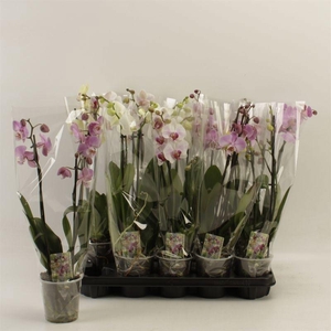 PHAL GEM