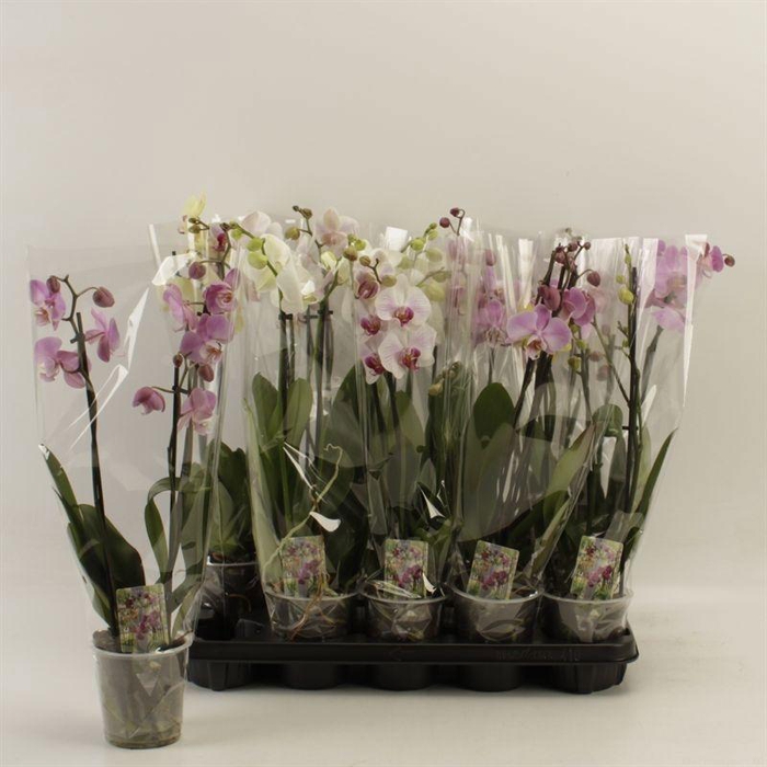 <h4>PHAL GEM</h4>