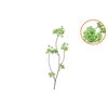 Silk Cherry Blossom Green 85cm