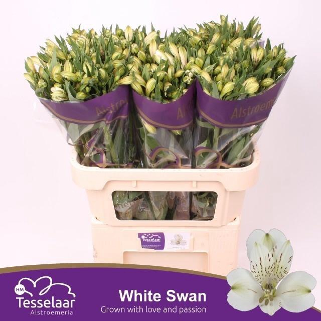 <h4>Alstroemeria White Swan</h4>