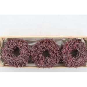 Wr Asparagus Wax Red 23cm
