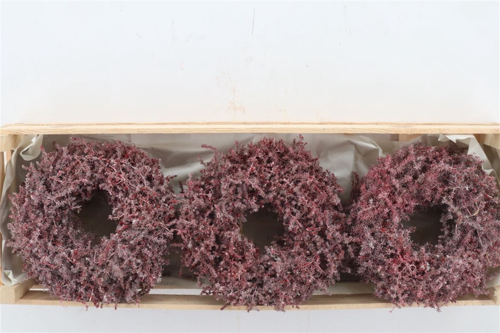 <h4>Wr Asparagus Wax Red 23cm</h4>