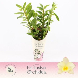 Dendrobium Nobilé, Tweety 4-spike 'Exclusiva Orchidea' Potcover