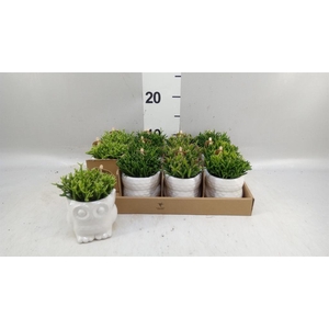 Rhipsalis   ...mix