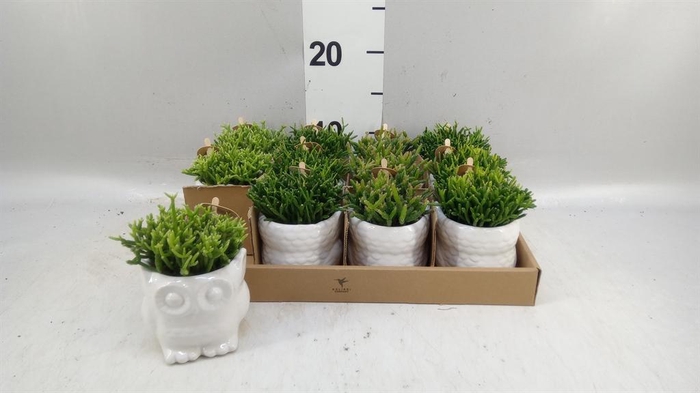 <h4>Rhipsalis   ...mix</h4>