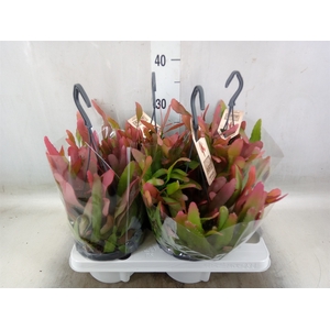 Rhipsalis   ...