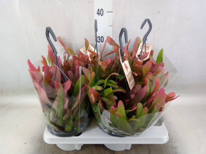 <h4>Rhipsalis   ...</h4>