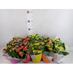 Kalanchoe blos. 'Perfecta'  ..mix 5