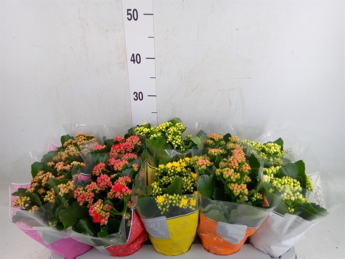 <h4>Kalanchoe blos. 'Perfecta'  ..mix 5</h4>
