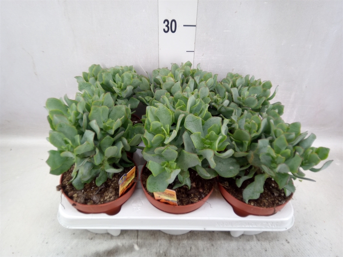 <h4>Crassula arborescens subsp. undilat</h4>