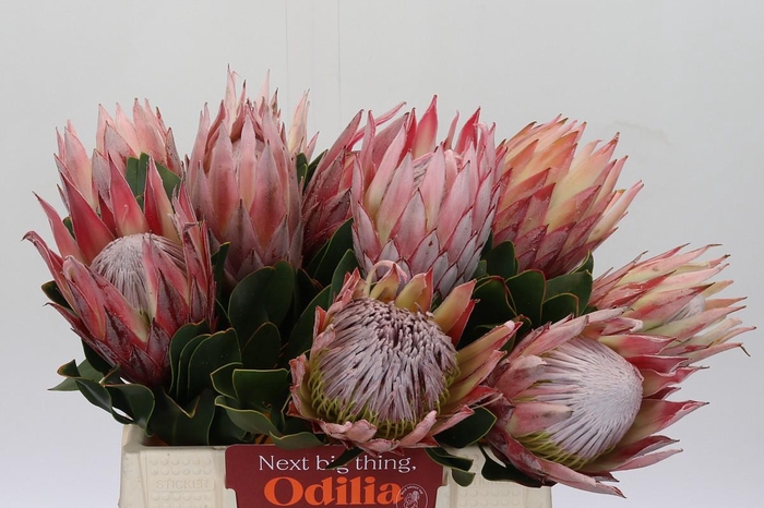 Protea Cynaroides