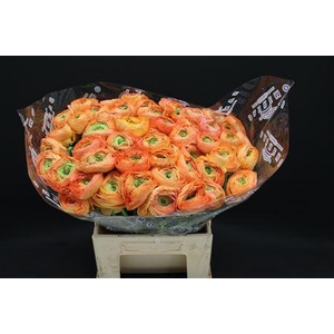 Cloni Extra Zalm 750