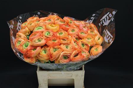 <h4>Cloni Extra Zalm 750</h4>