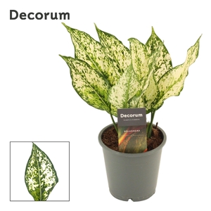 Aglaonema White Diamond 12 cm (Decorum)