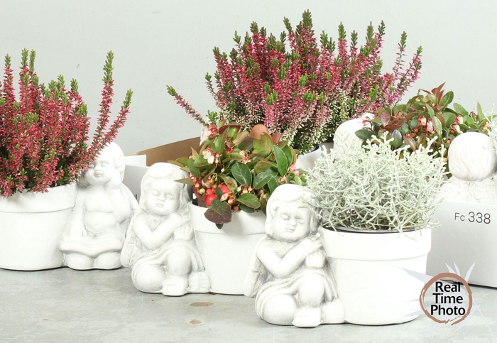 <h4>ARR TUINPLANTEN</h4>