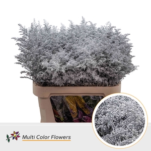 Solidago Zilver