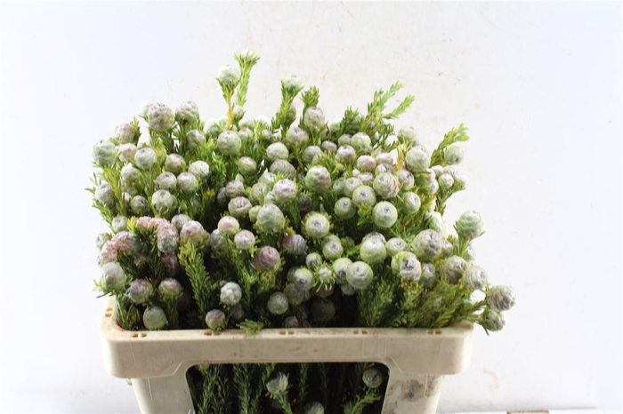 <h4>Kaaps Tortum Female</h4>