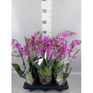 Phalaenopsis multi. 'FC Friday Fli'