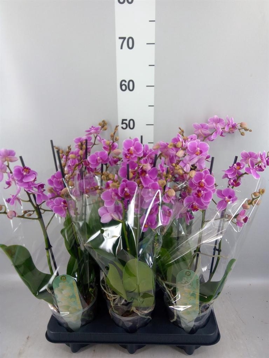 <h4>Phalaenopsis multi. 'FC Friday Fli'</h4>